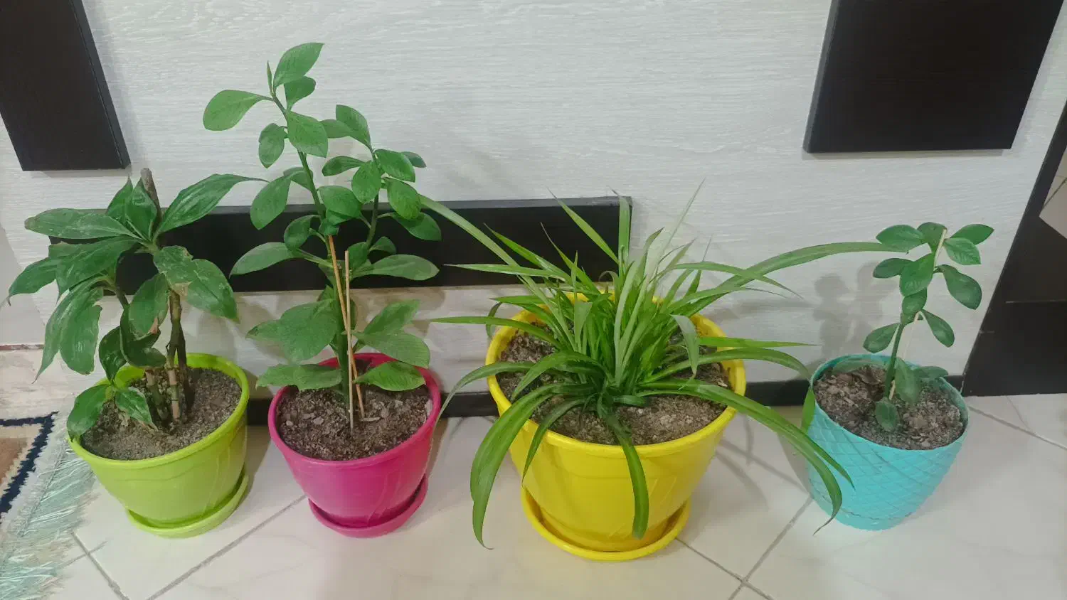 گل با گلدانهاش|گل و گیاه طبیعی|گلبهار, شهر جدید گلبهار|دیوار