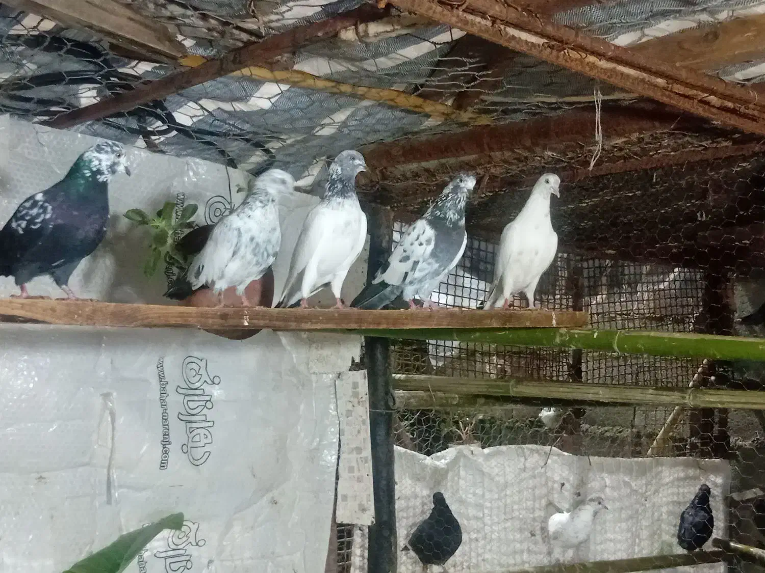 کبوترپرشی|پرنده|نوشهر, |دیوار