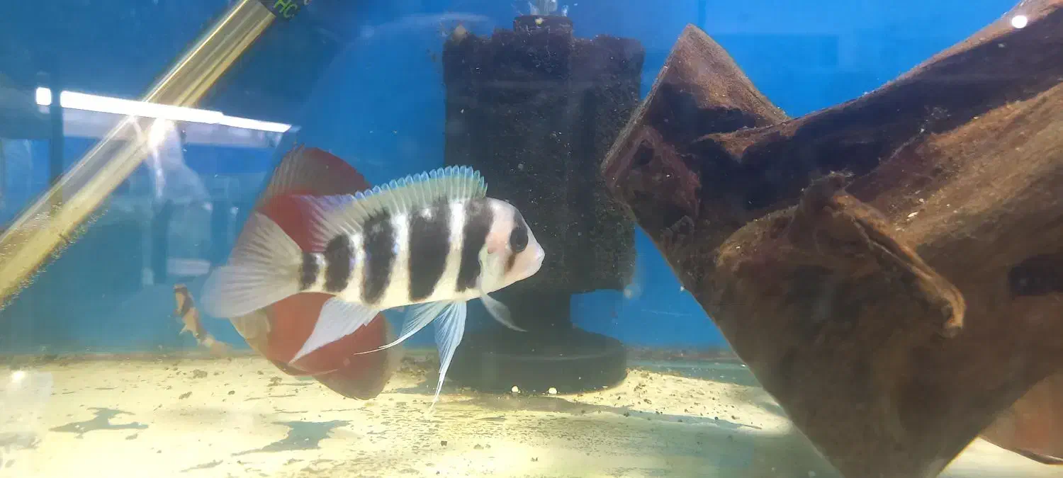 گوپی کوی توکسیدو و بلک هالف|ماهی|اهواز, نادری|دیوار