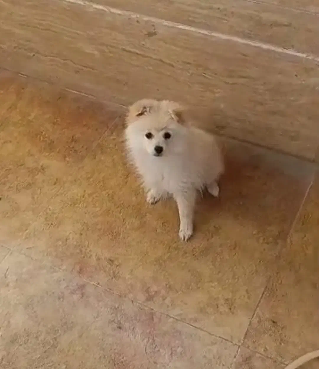 سگ عروسکی نژاد پامرانین|سگ|زاهدان, |دیوار