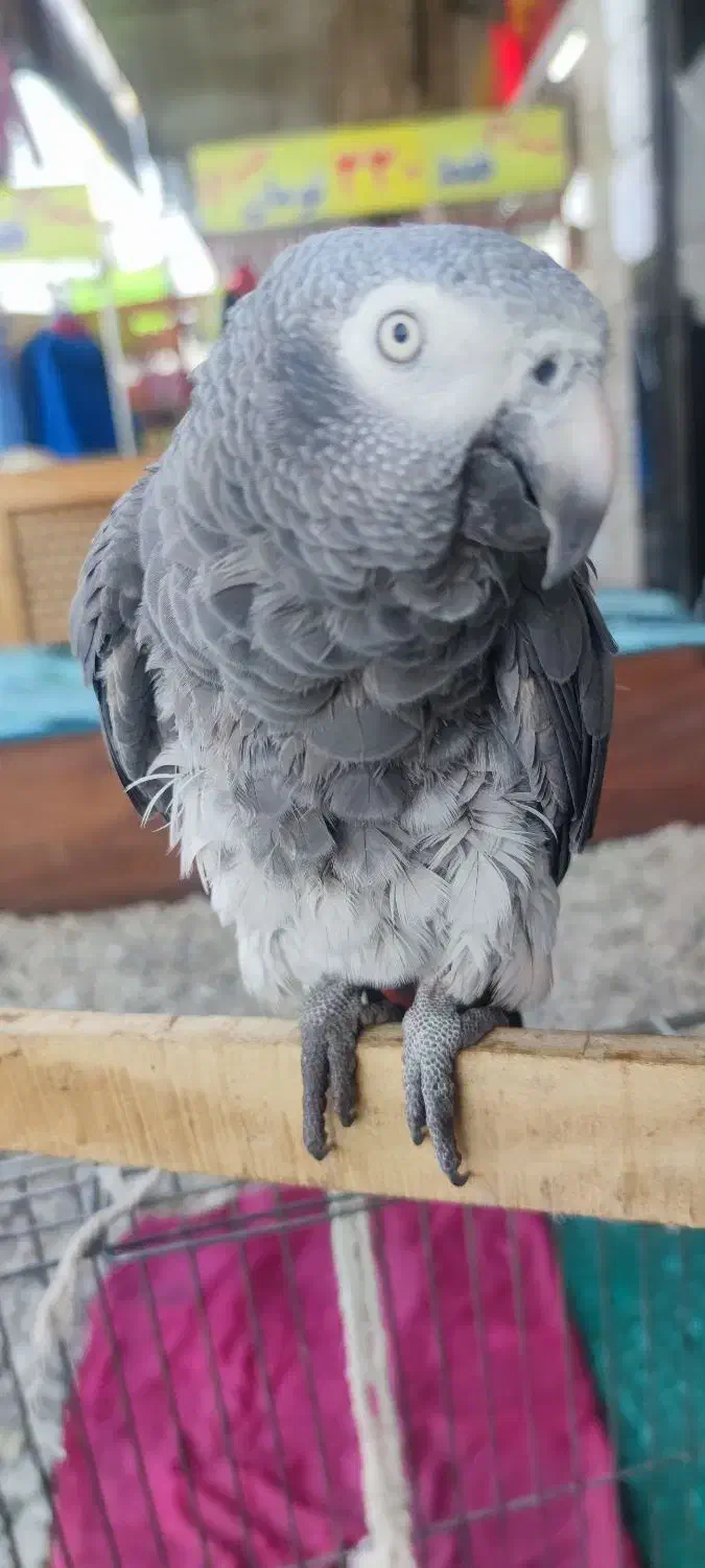 فروش کاسکو سالم|پرنده|نشتارود, |دیوار