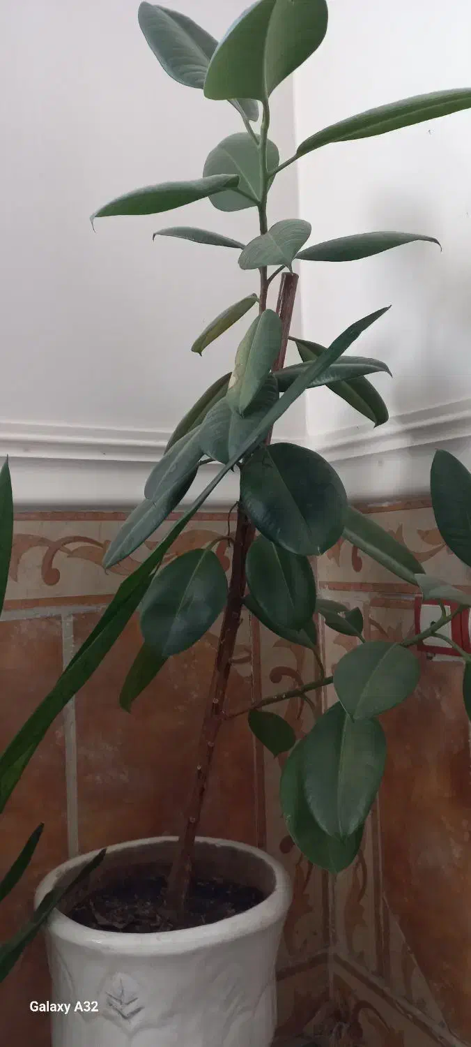 گل یوکا و فیکوس|گل و گیاه طبیعی|دهدشت, |دیوار