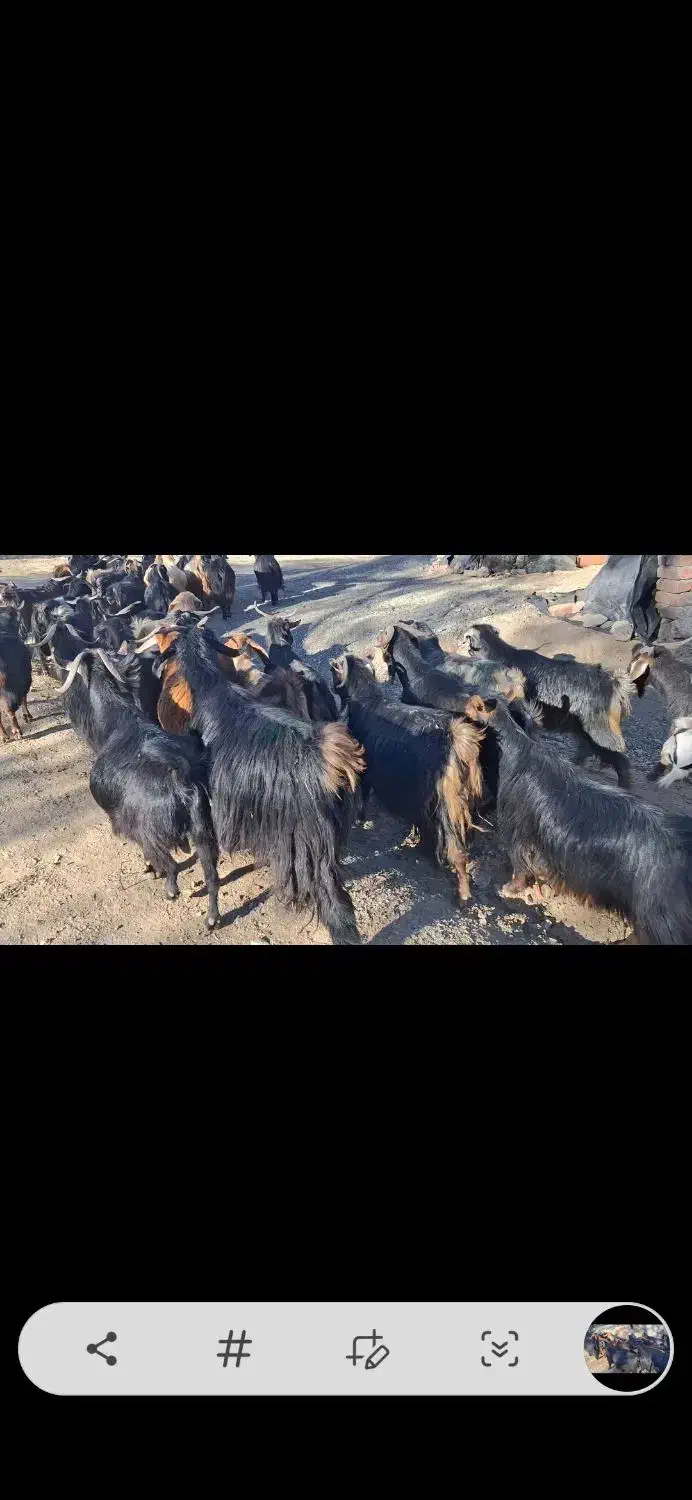 بوزگوشتی|حیوانات مزرعه|مریوان, |دیوار