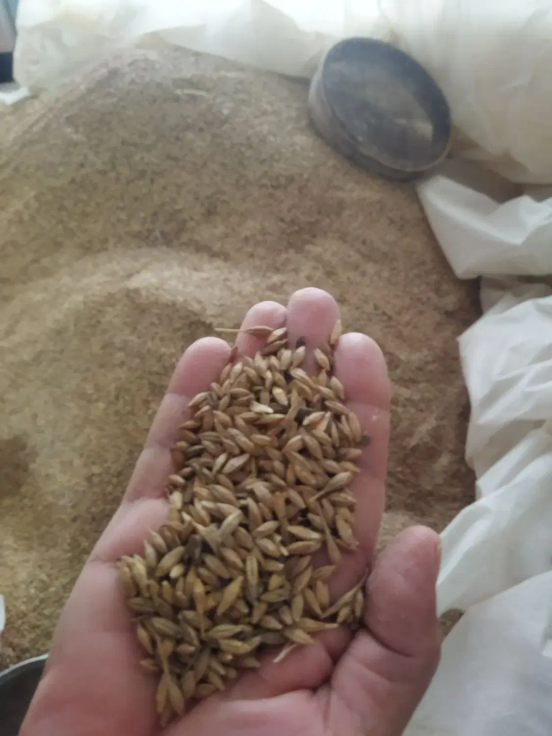 جو و گندم|خدمات باغبانی و درختکاری|انبارآلوم, |دیوار