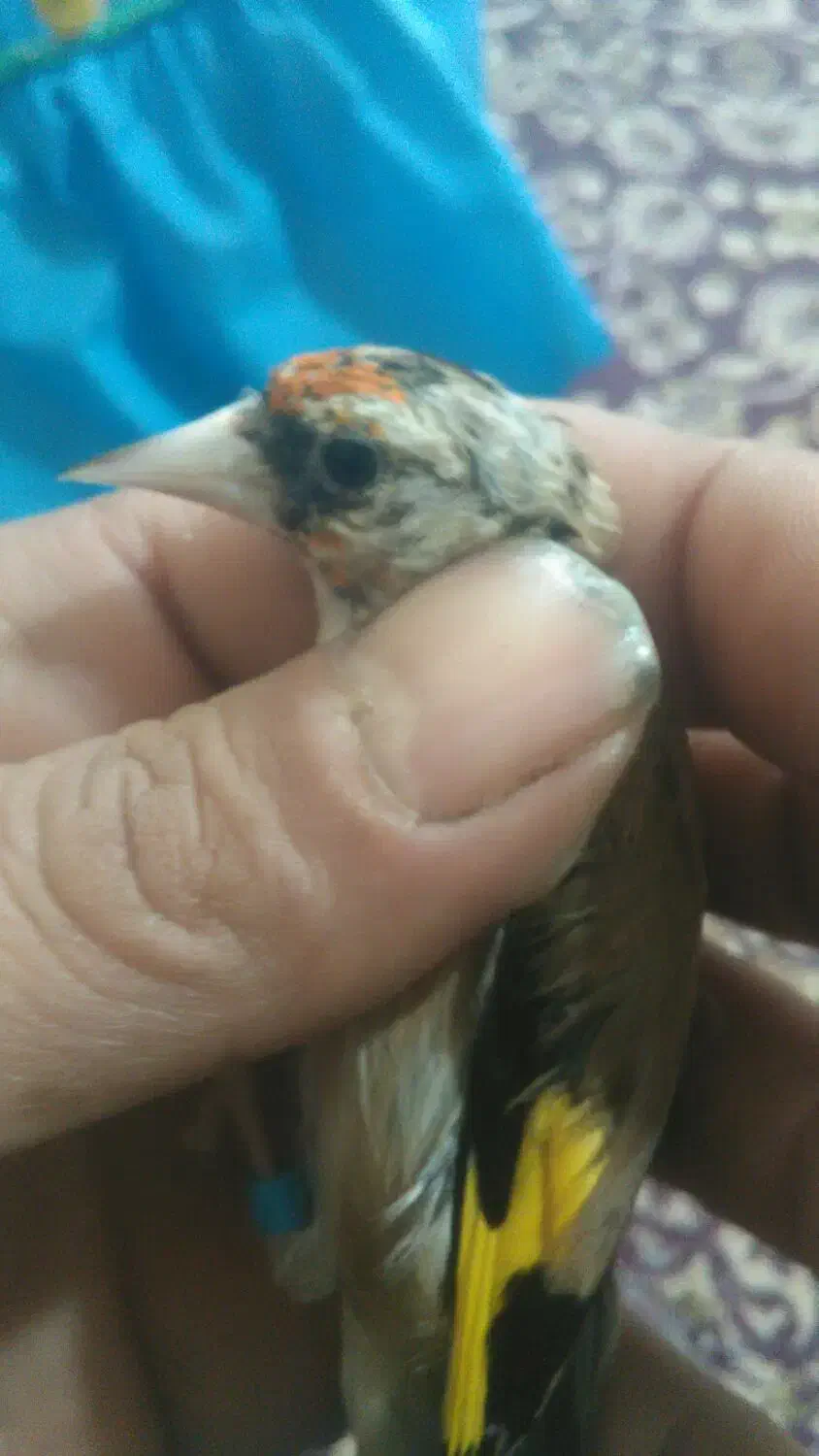 سهره نا خون سفید|پرنده|همدان, |دیوار