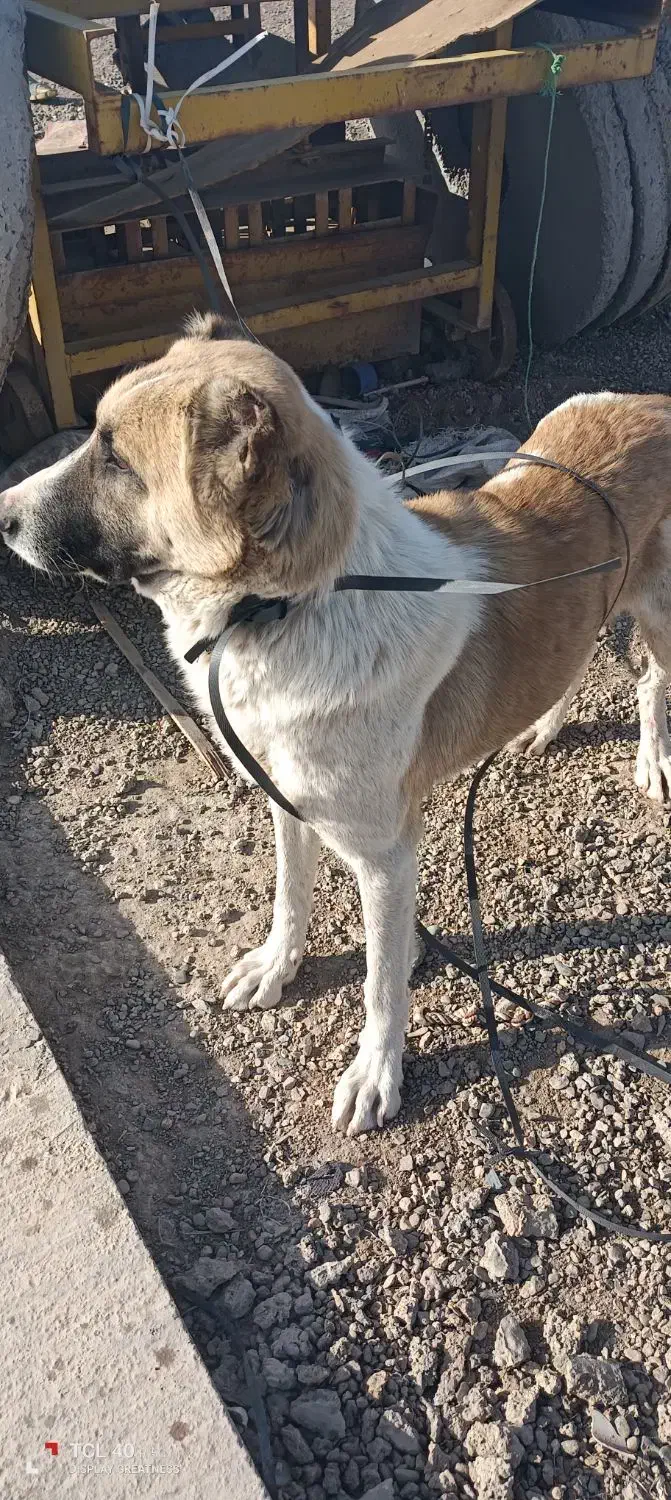 سگ نگهبان|سگ|قم, جمکران|دیوار