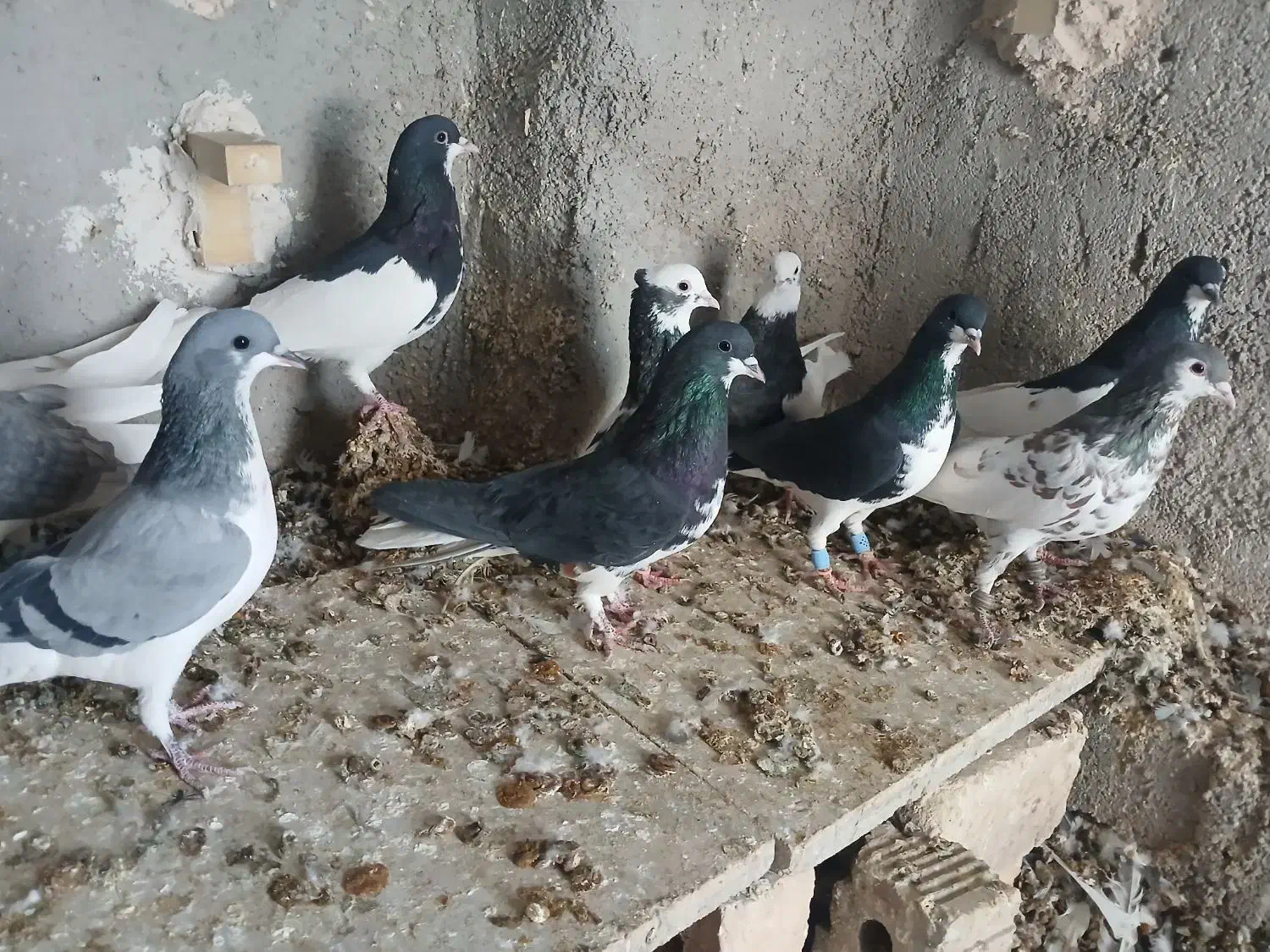 شهری بهبهانی|پرنده|شیراز, شهرک رضوان|دیوار