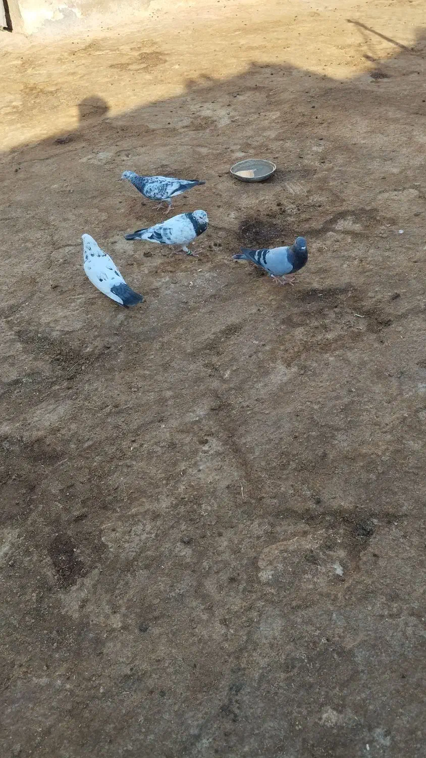 کبوتر پرشی زوردار|پرنده|گوآور, |دیوار