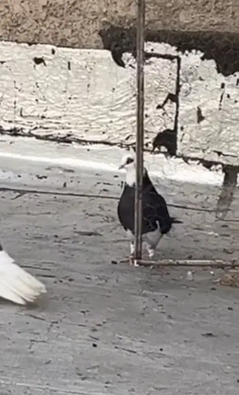 کفترشازده سیاه|پرنده|پاکدشت, پاکدشت (مامازند)|دیوار