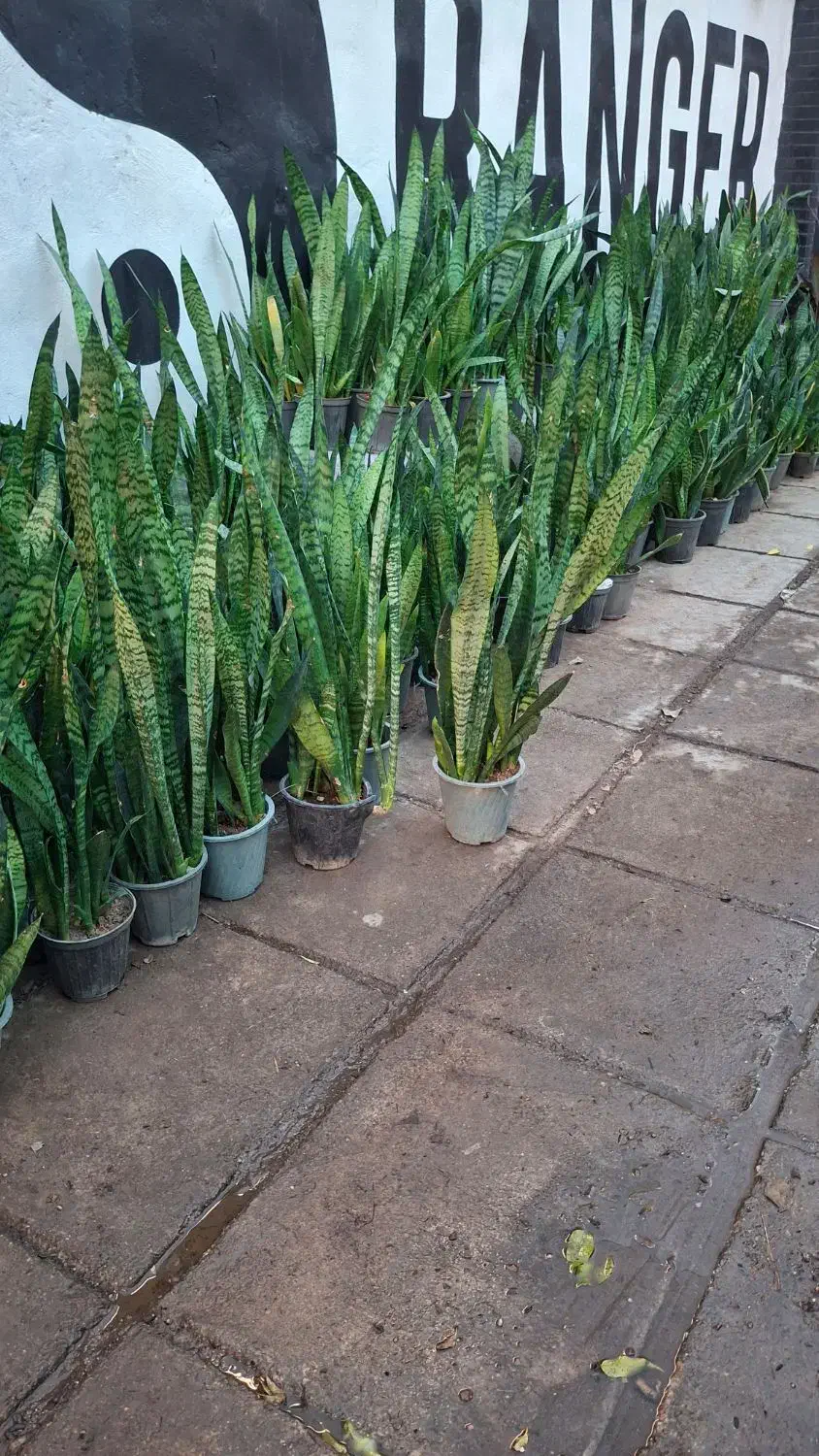 گل و گیاه سانسوریا سبز|گل و گیاه طبیعی|اهواز, پادادشهر|دیوار