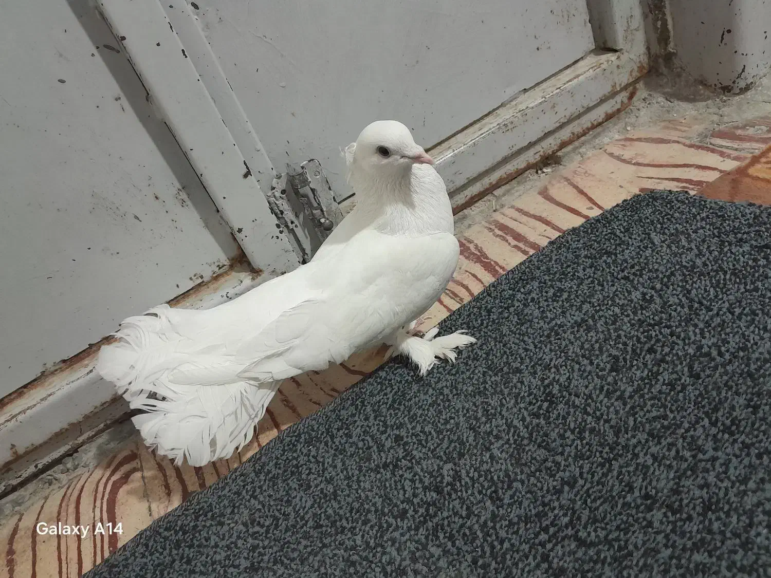 کفتر دوم چتری پاپرکاکلی|پرنده|کوه چنار, |دیوار