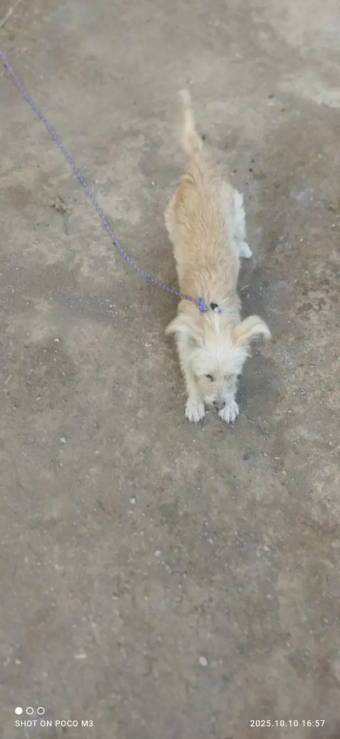 فروش پاکوتاه|سگ|ملکان, |دیوار