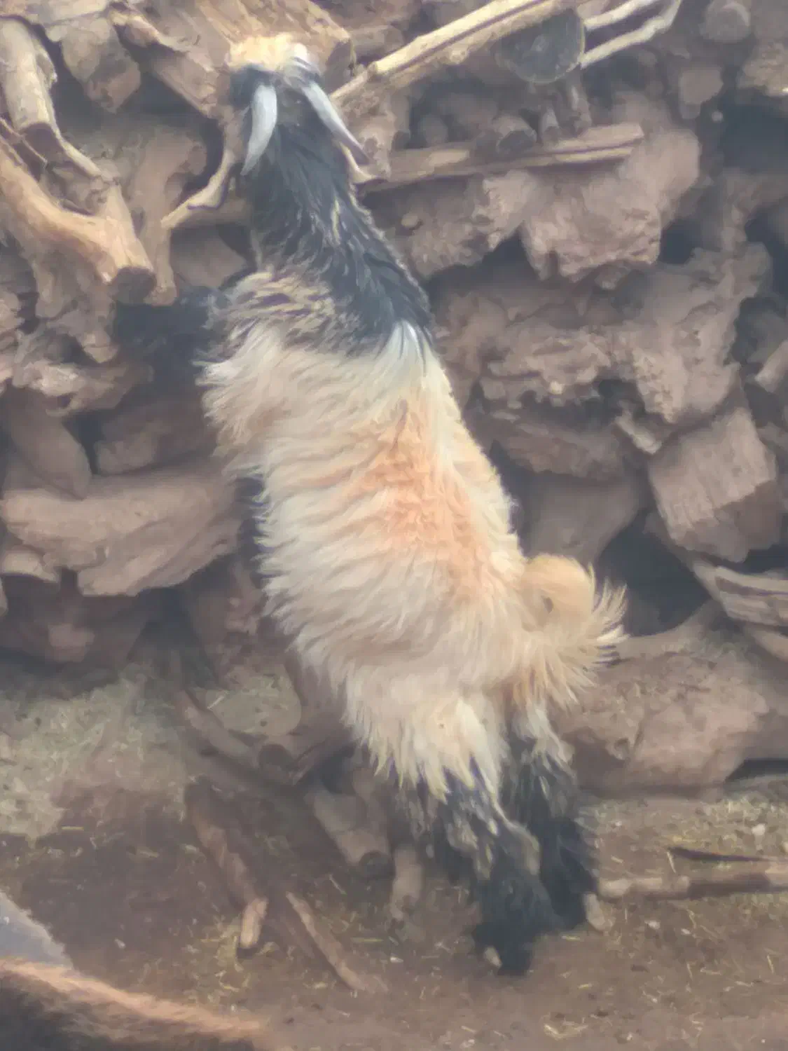 کهره تخمی|حیوانات مزرعه|شهرکرد, |دیوار