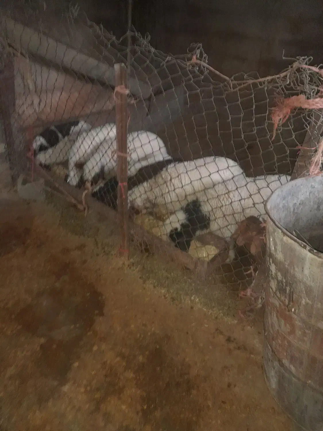 میش وبره دان خور|حیوانات مزرعه|کارزان, |دیوار