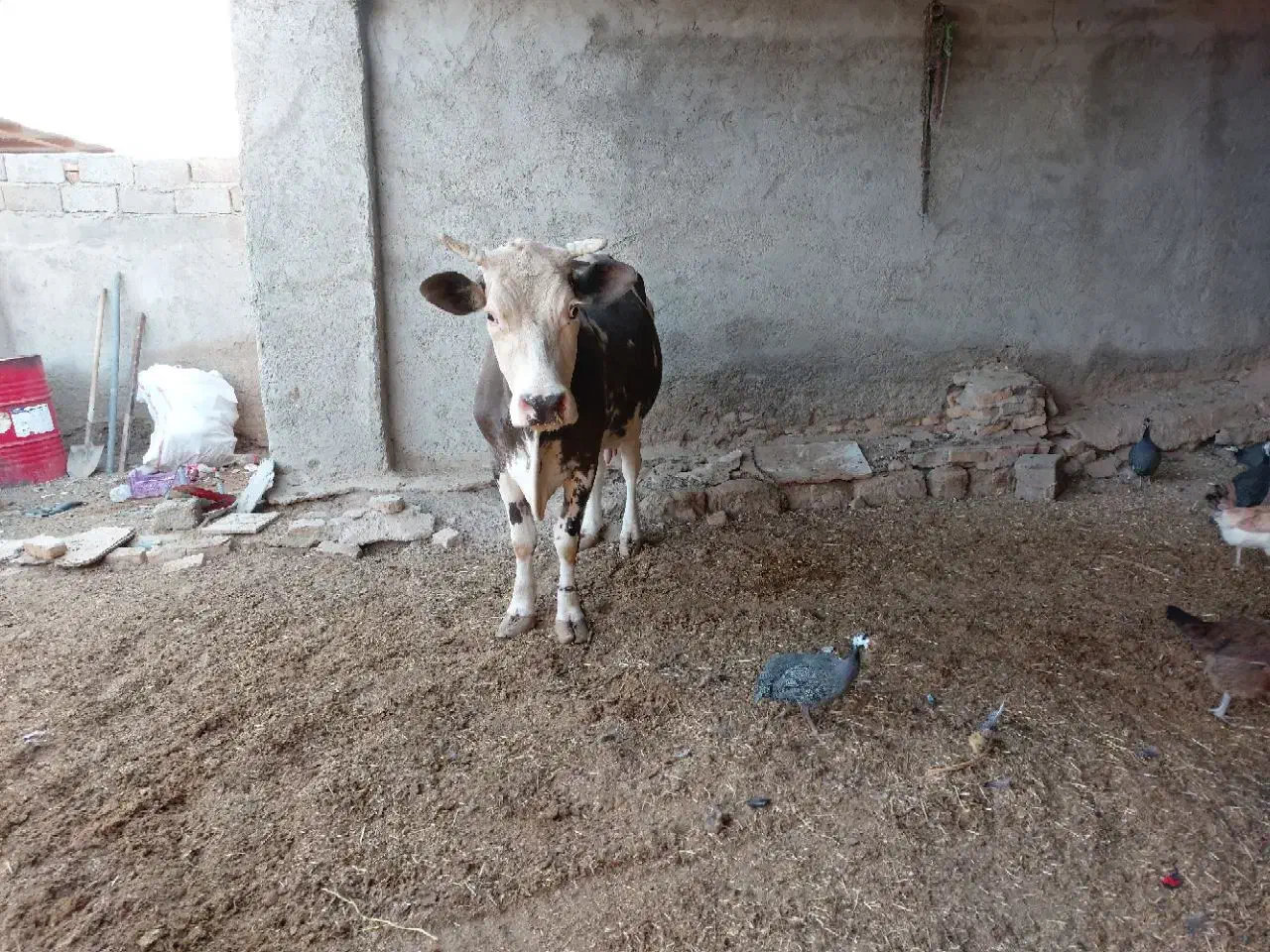 فروش گاو شیری با گوساله|حیوانات مزرعه|زابل, |دیوار
