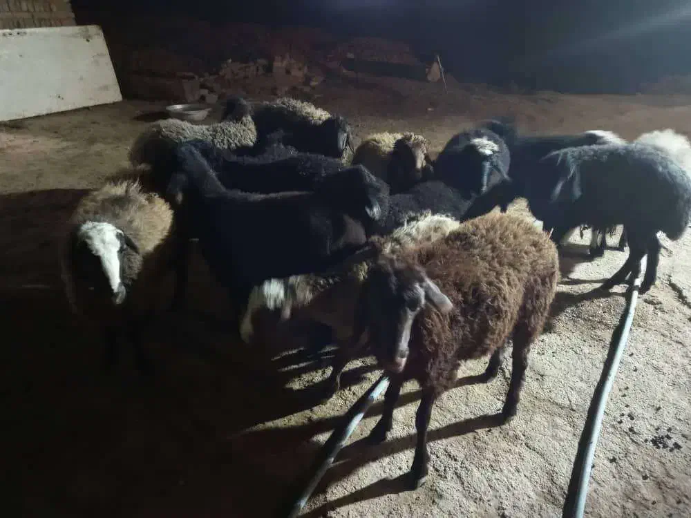 ۱۴ عدد بره نر و ماده|حیوانات مزرعه|پاکدشت, خاتون آباد|دیوار
