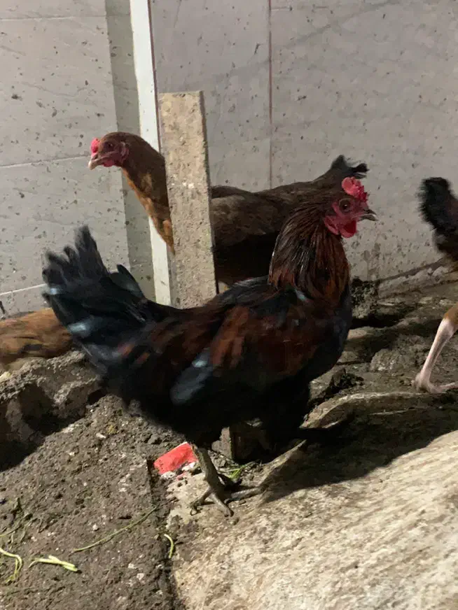 خروس محلی و خروس لاری|حیوانات مزرعه|گرگان, |دیوار