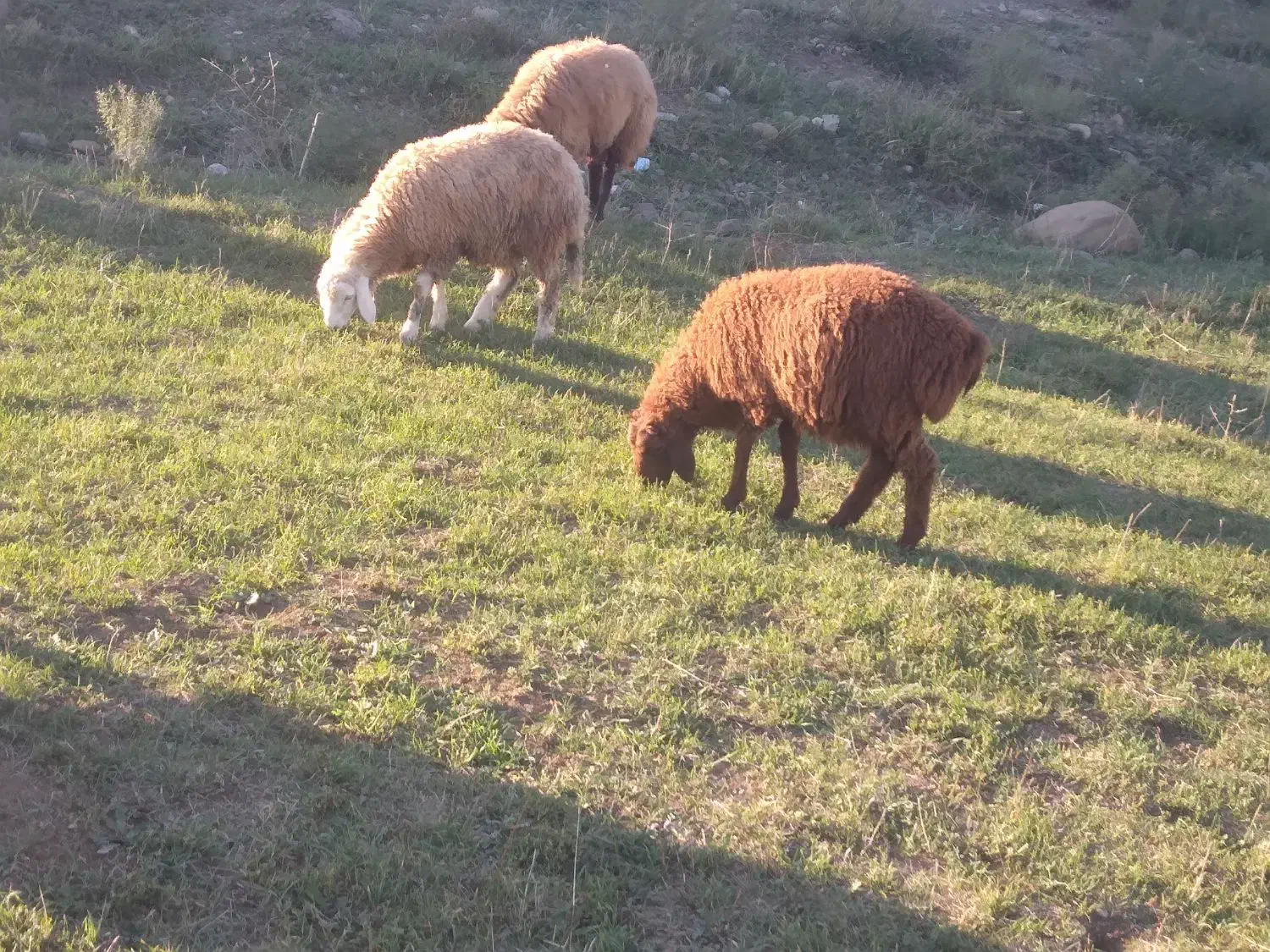 بره نر|حیوانات مزرعه|دره رود, |دیوار