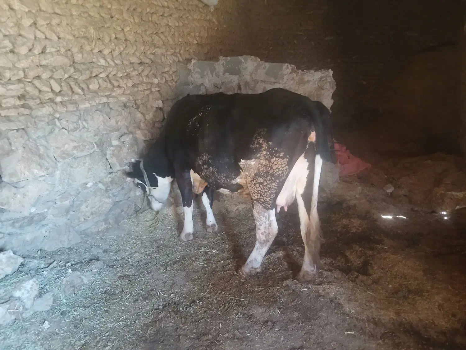 گاو سمینتال با گوساله|حیوانات مزرعه|ایجرود, |دیوار