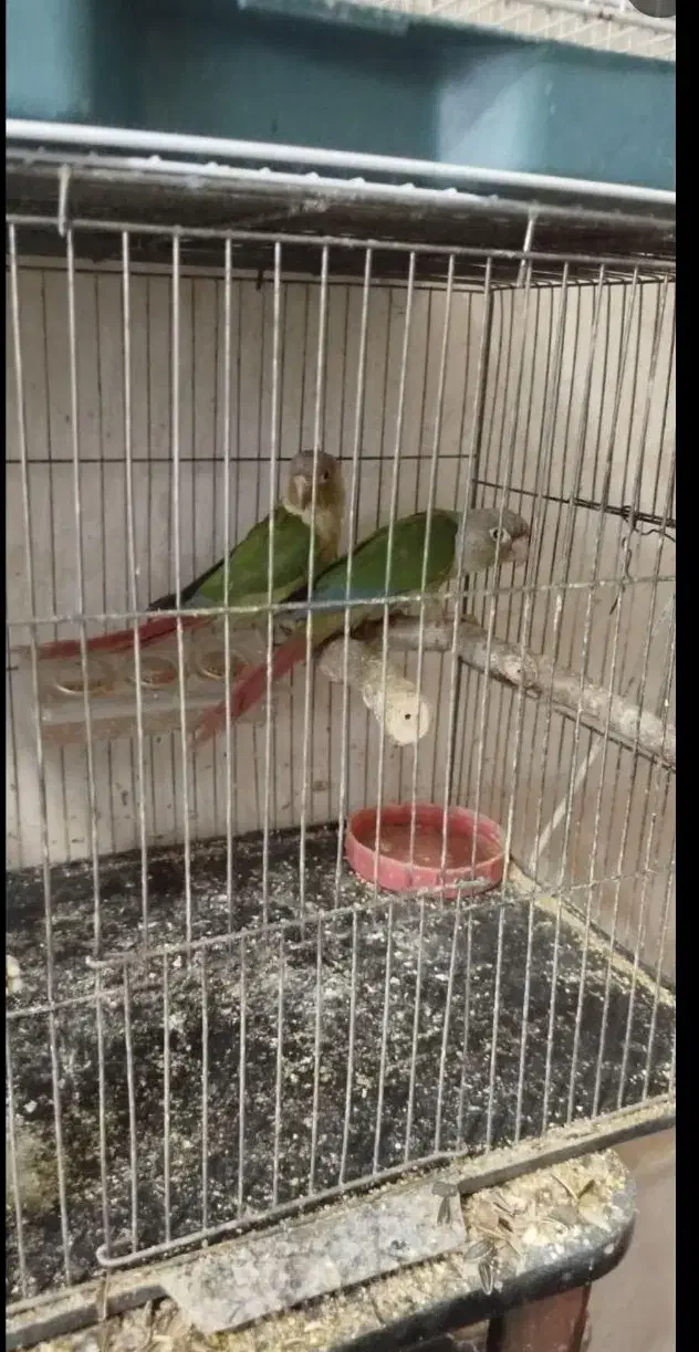 قناری|پرنده|خوی, |دیوار