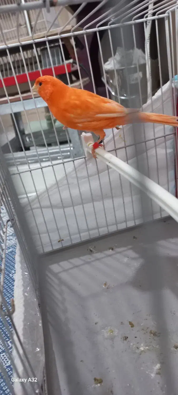 قناری ردفاکتور وموزاییکی|پرنده|مشهد, شهرک لشکر (شهرک غرب)|دیوار