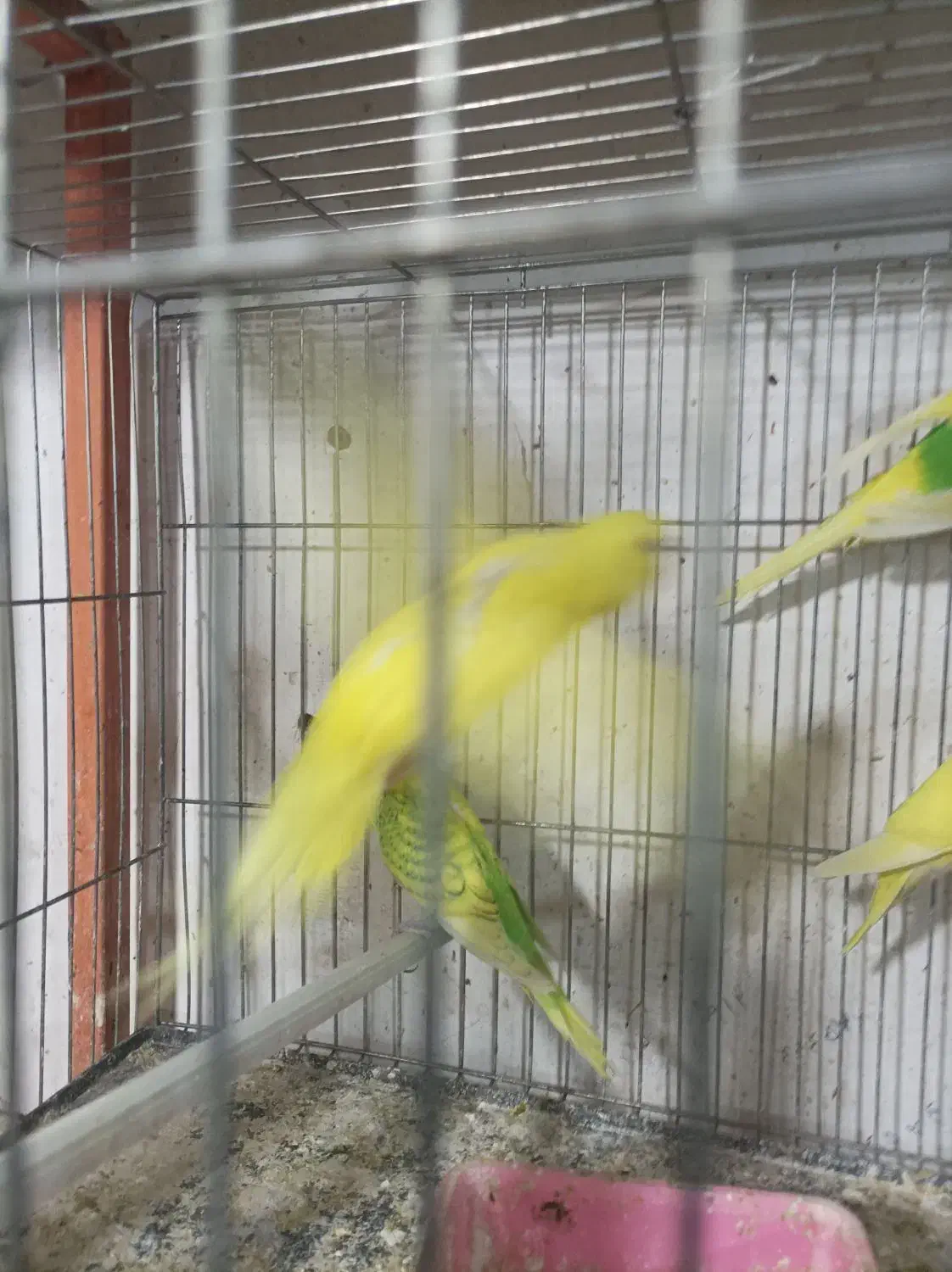 قناری پرنده سرای چکاوک|پرنده|خوی, |دیوار