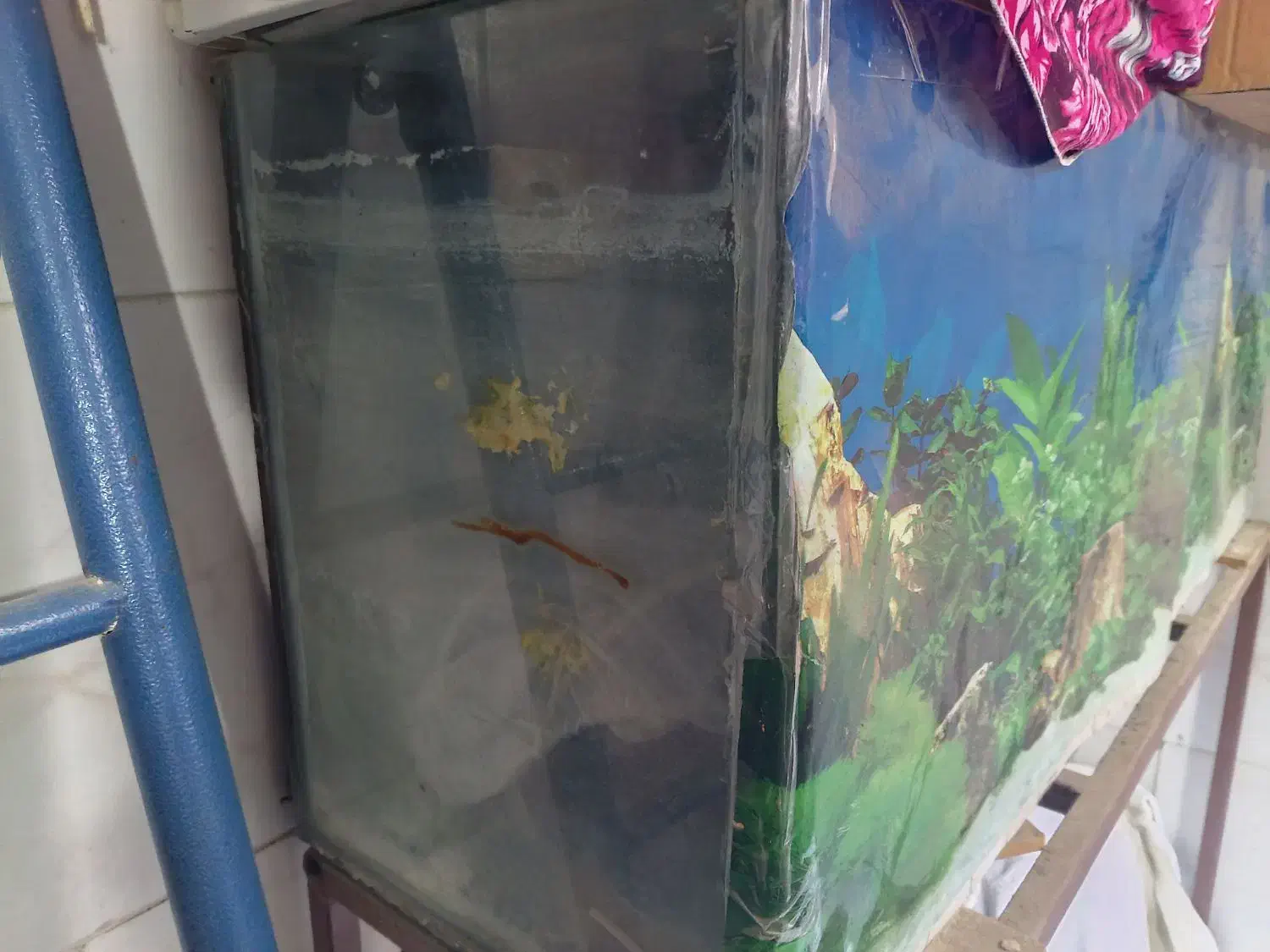 آکواریوم|ماهی|گرگان, |دیوار