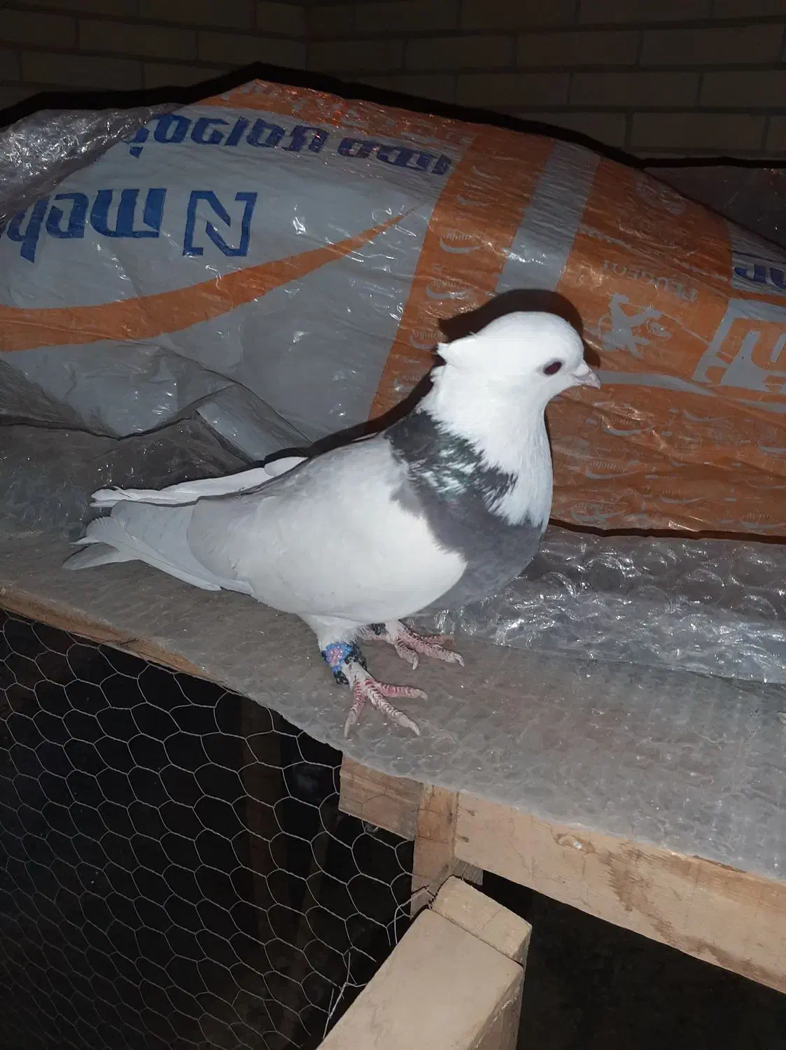 کبوتر طوقی معاوضه با هرچیزی کارم بیاد|پرنده|حمیدیا, |دیوار