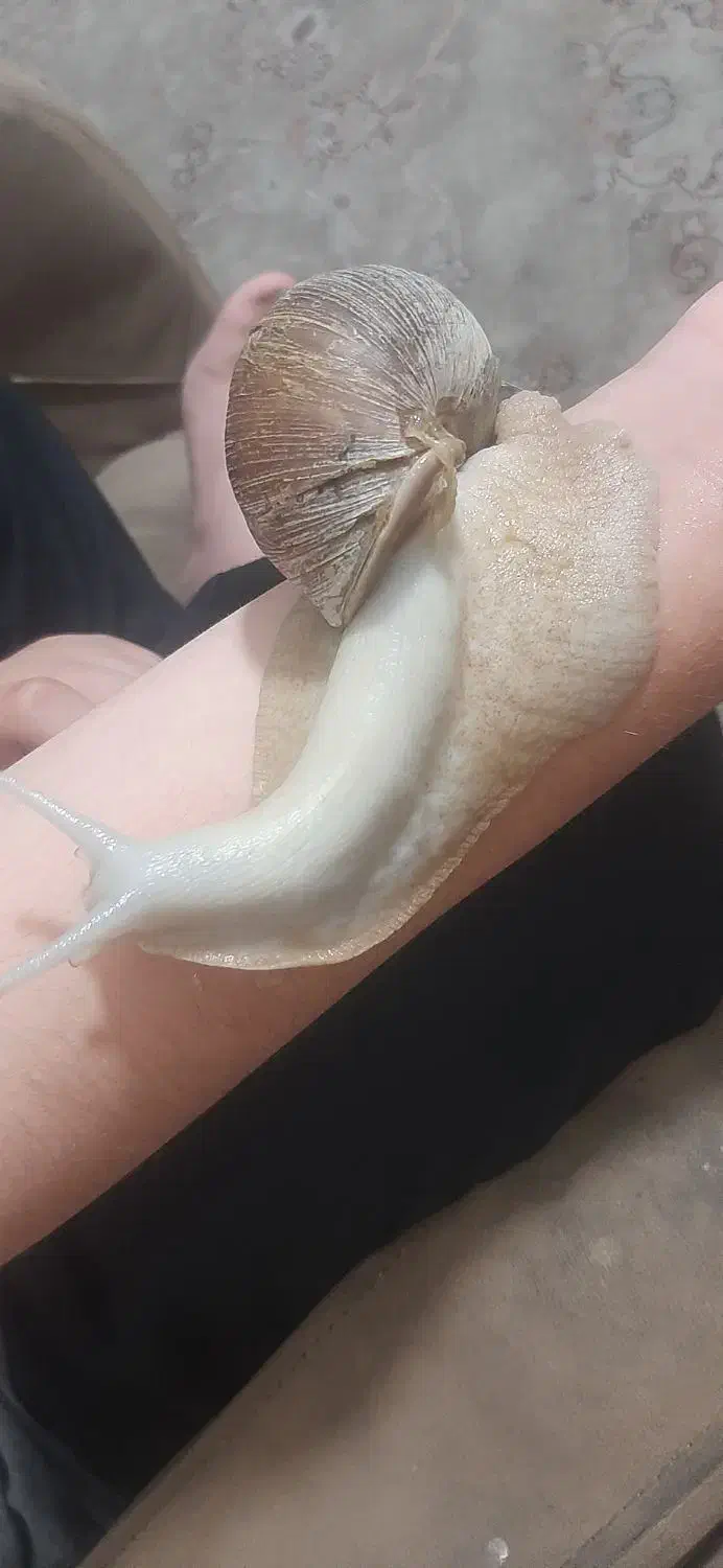 حلزون|خزنده|تهران, جی|دیوار