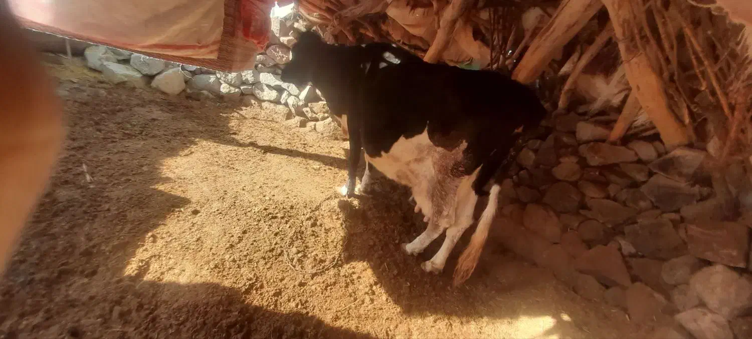 گاو ماده|حیوانات مزرعه|سربیشه, |دیوار