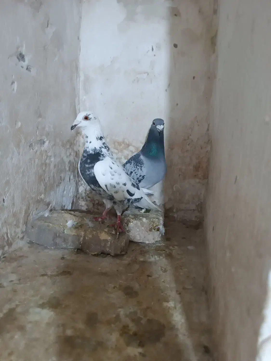 کبوتر|پرنده|مشهد, ایثار|دیوار
