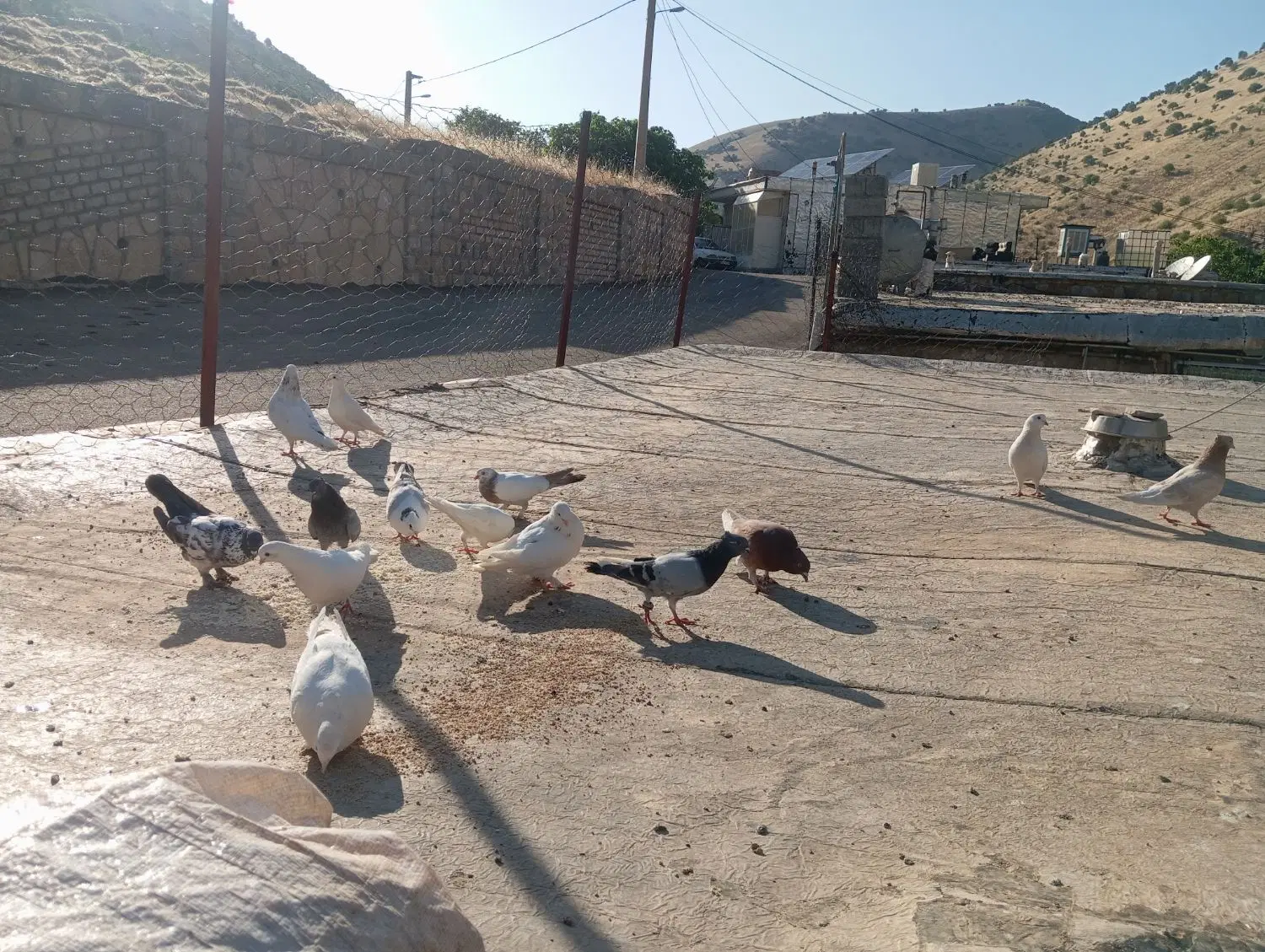 کبوتر|حیوانات مزرعه|باینگان, |دیوار