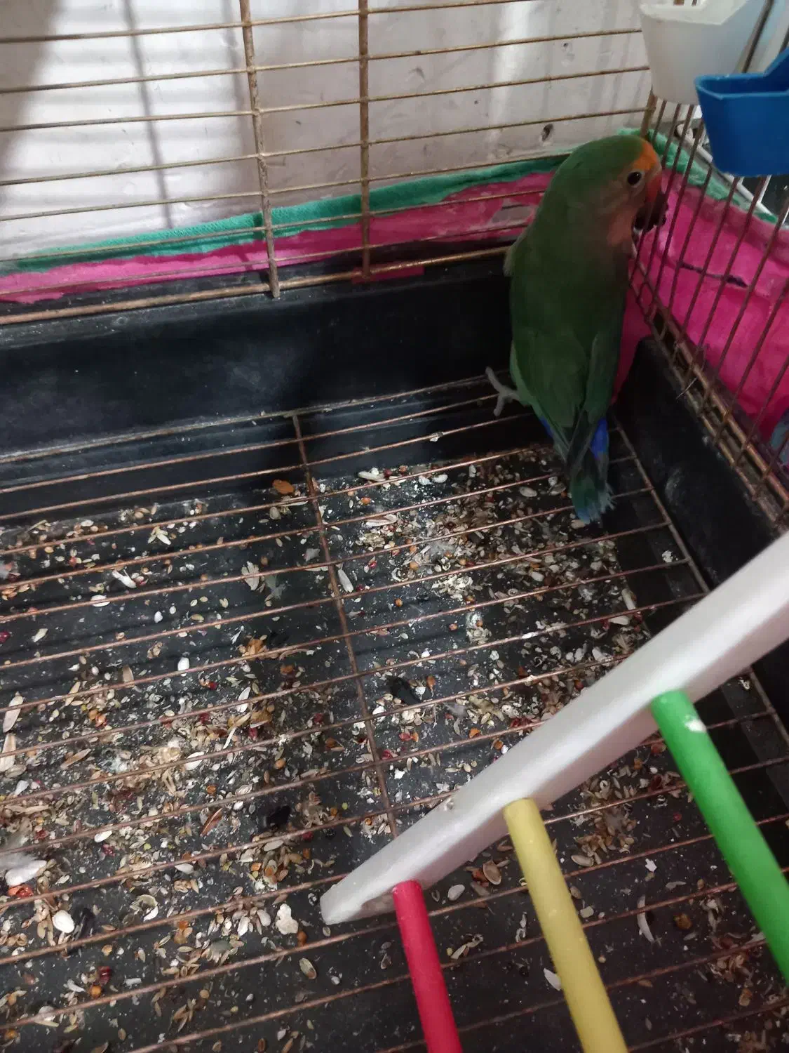 طوطی کوتوله|پرنده|کرمان, |دیوار