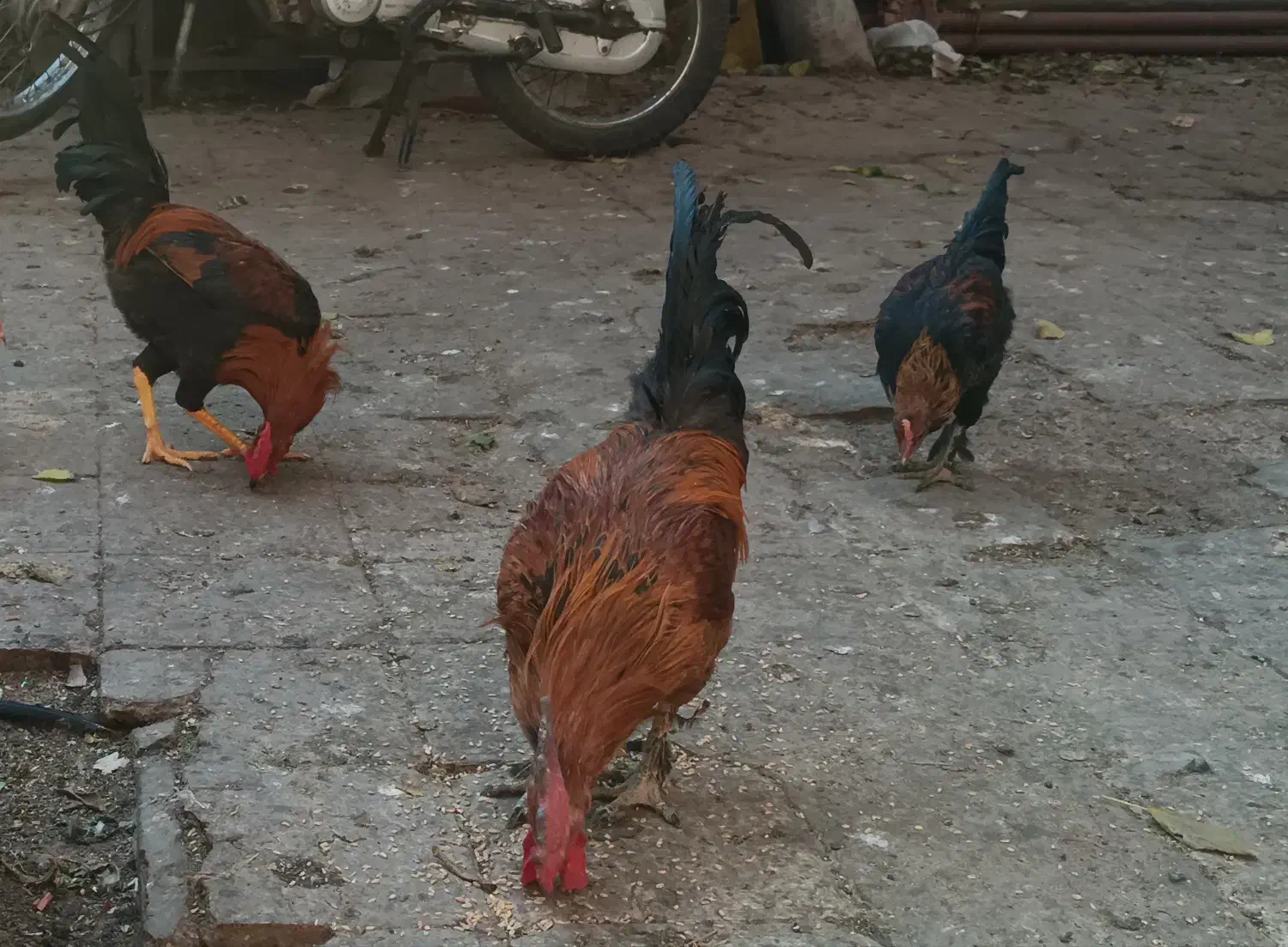 دوعدد خروس محلی به شرط|حیوانات مزرعه|شیراز, بازار|دیوار