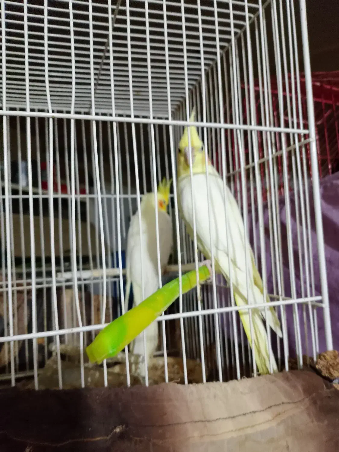 یک جفت عروس هلندی|پرنده|زاهدان, |دیوار