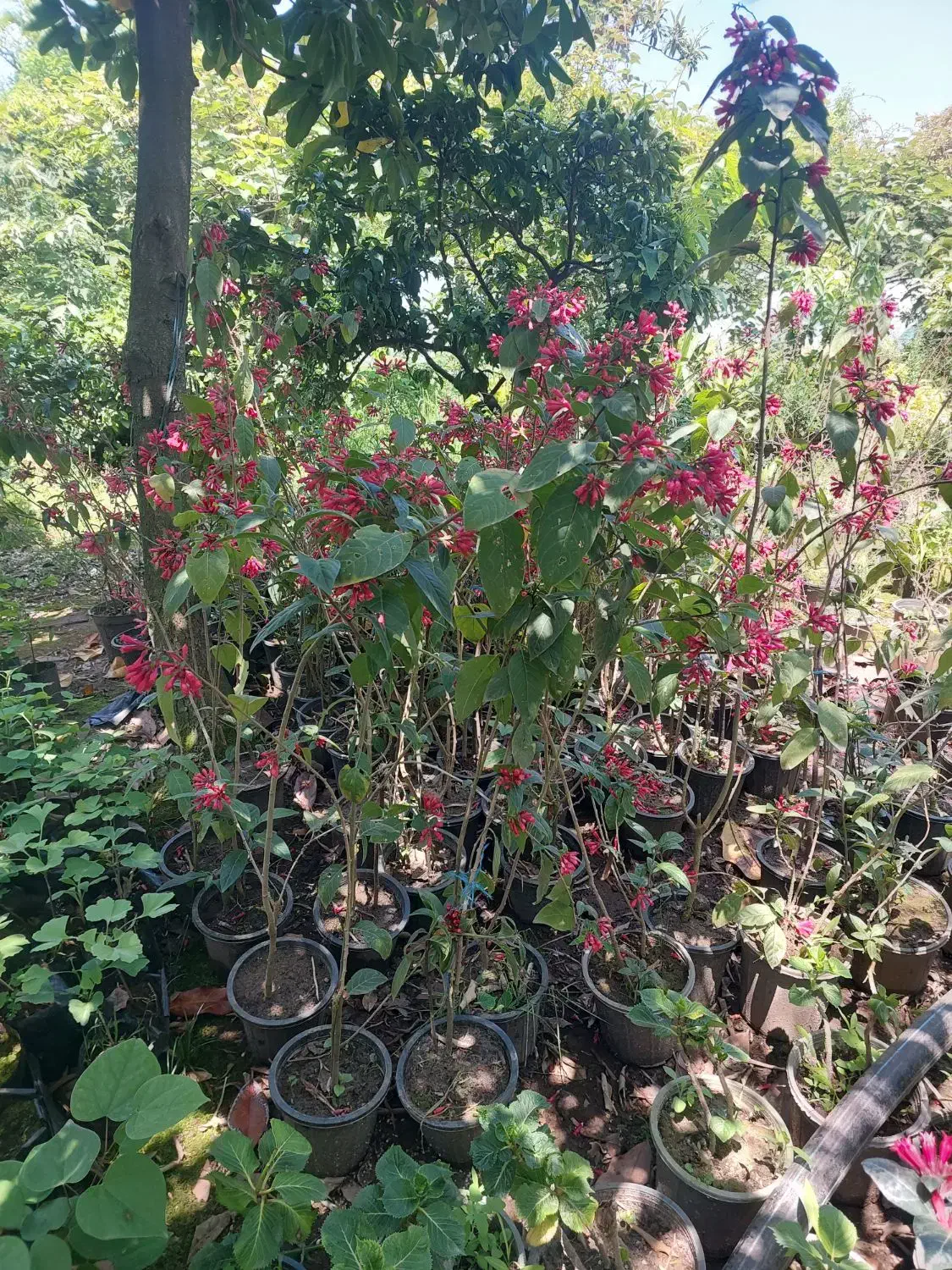 یاس شرابی و پالم زمینی ۴ متروتویا آمریکایی ۲ ساله|گل و گیاه طبیعی|رودسر, |دیوار