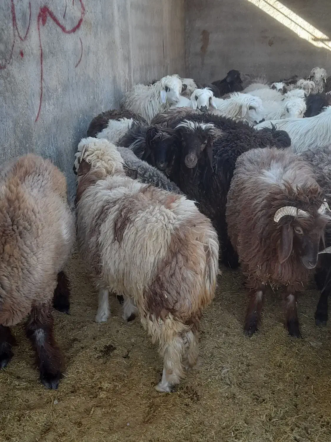 بز و بره چاق|حیوانات مزرعه|مرودشت, رامجرد یک|دیوار