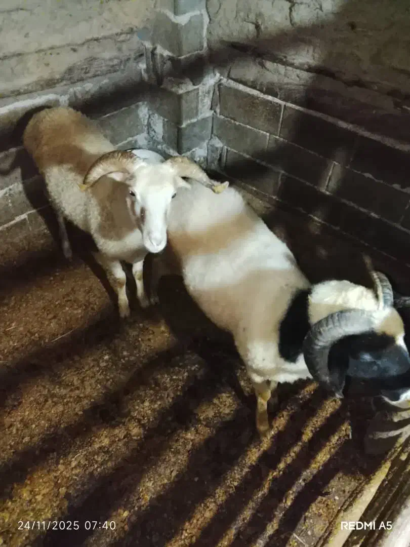 فروش گوسفند  نر وماده وبز|حیوانات مزرعه|لاهیجان, لیل|دیوار