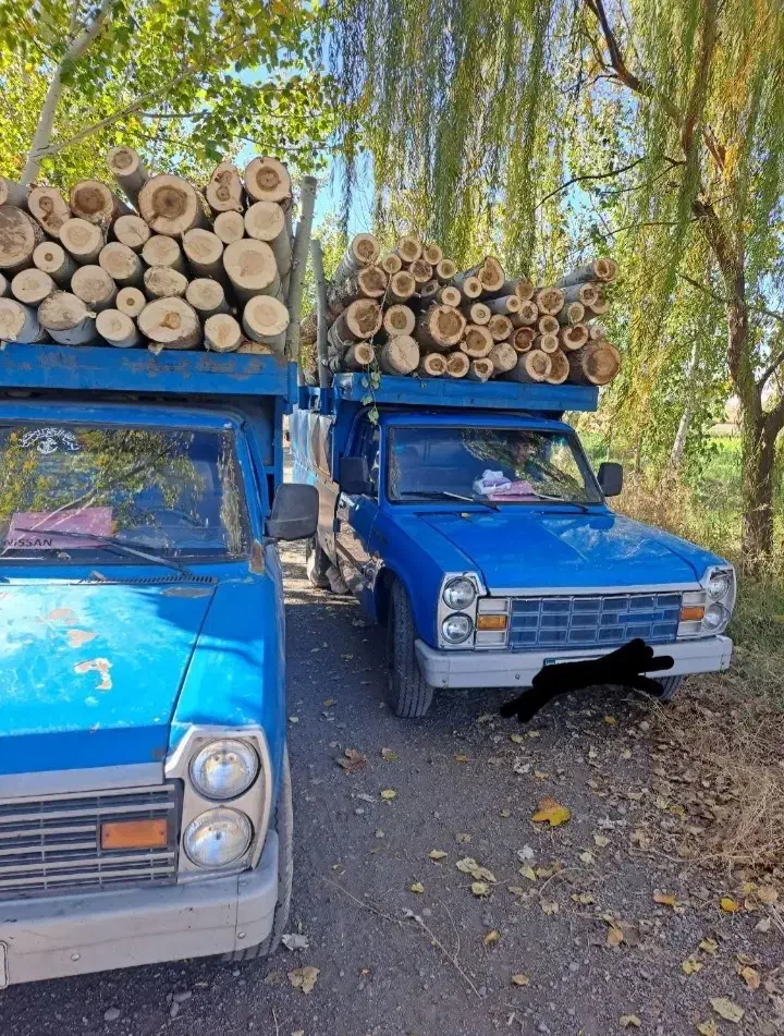 خرید انواع چوب قلمه و بید و گردو و..|خدمات باغبانی و درختکاری|چالدران, |دیوار