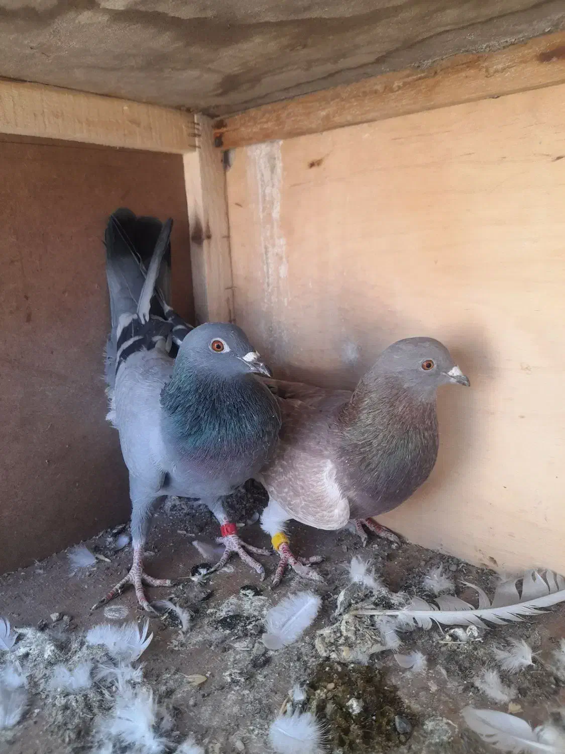 کفتر|پرنده|ساوه, |دیوار