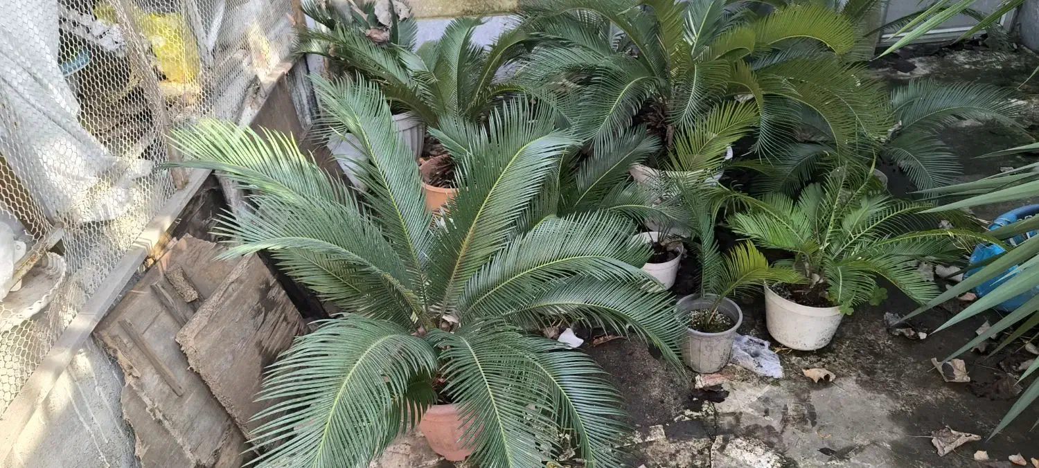 سیکاس|گل و گیاه طبیعی|رشت, سعدی (تختی)|دیوار