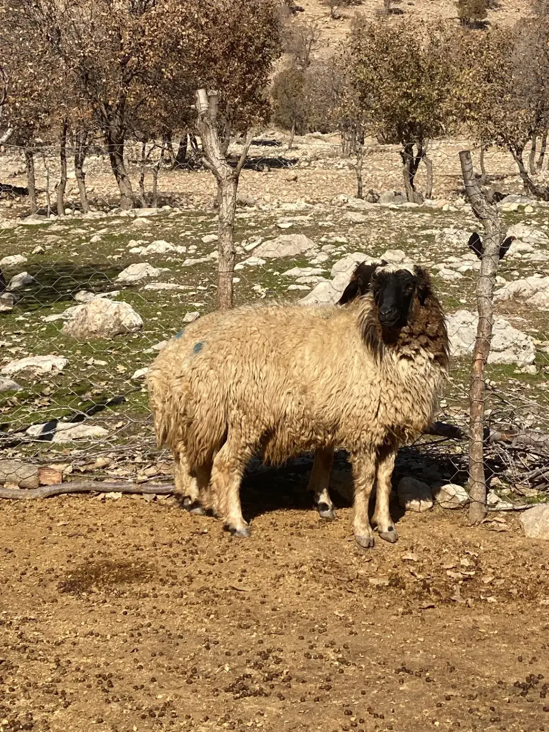 شک ورن /بدره|حیوانات مزرعه|بدره, |دیوار