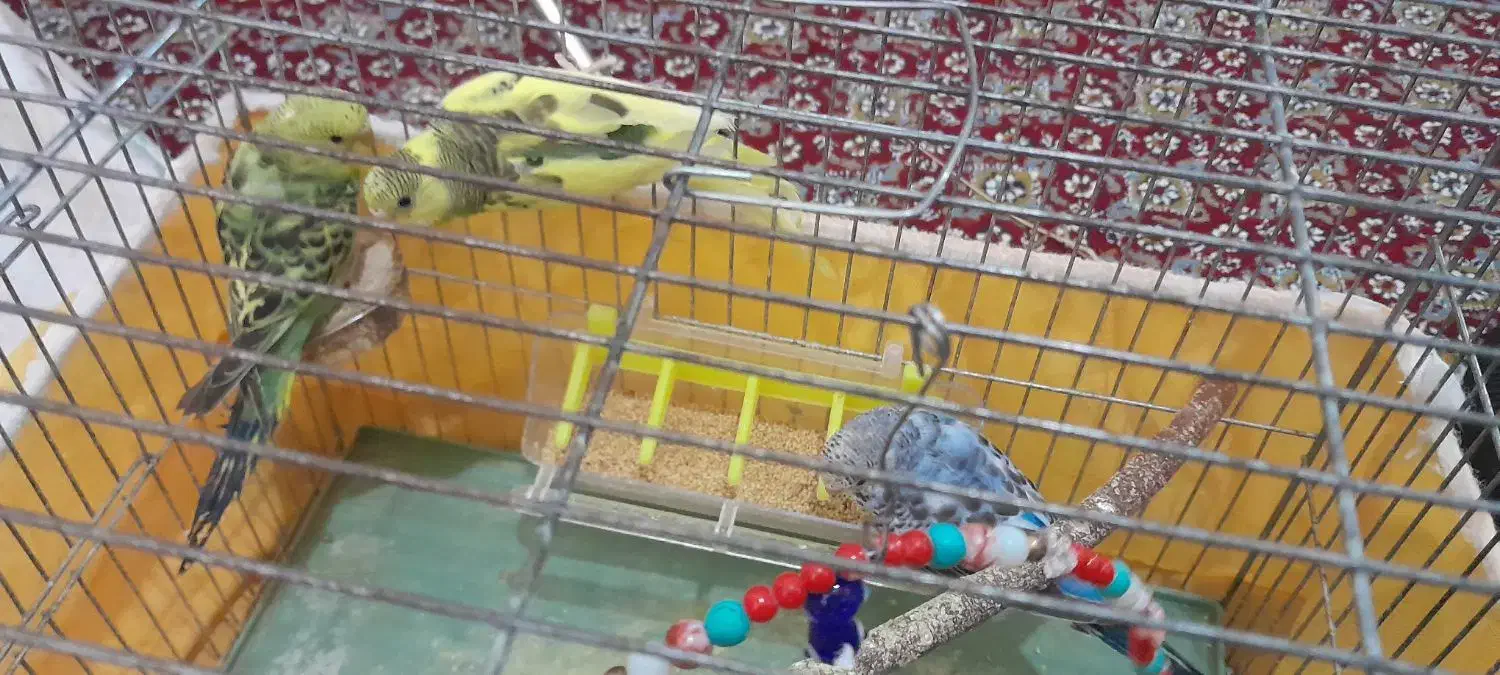 مرغ عشق|پرنده|اسدآباد, |دیوار