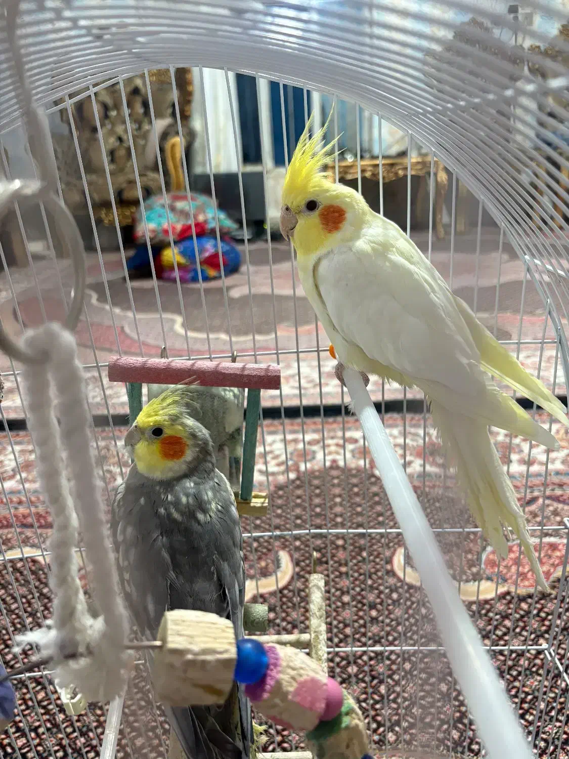 عروس هلندی|پرنده|انگوت, |دیوار