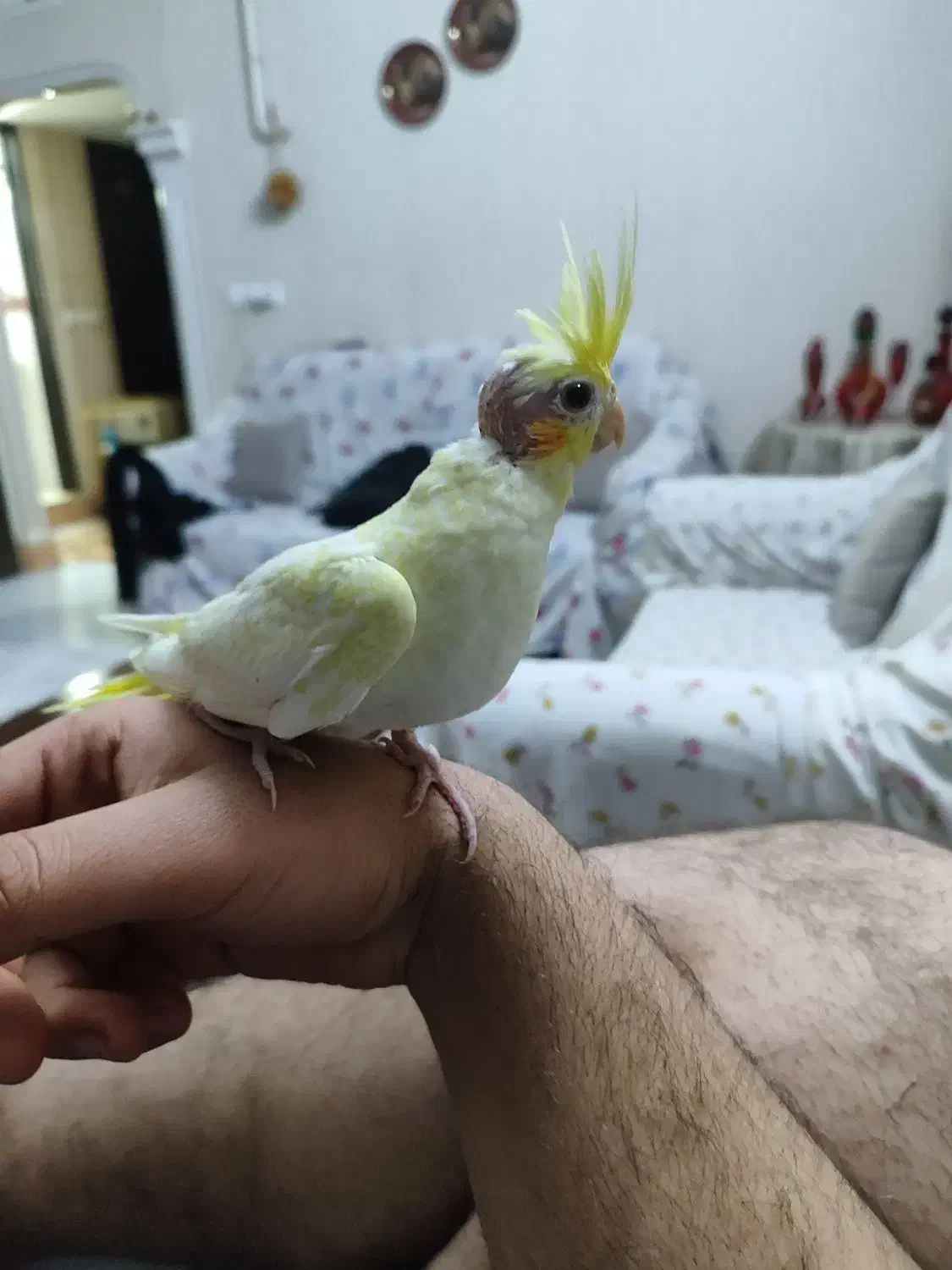 طوطی عروس|پرنده|قزوین, |دیوار