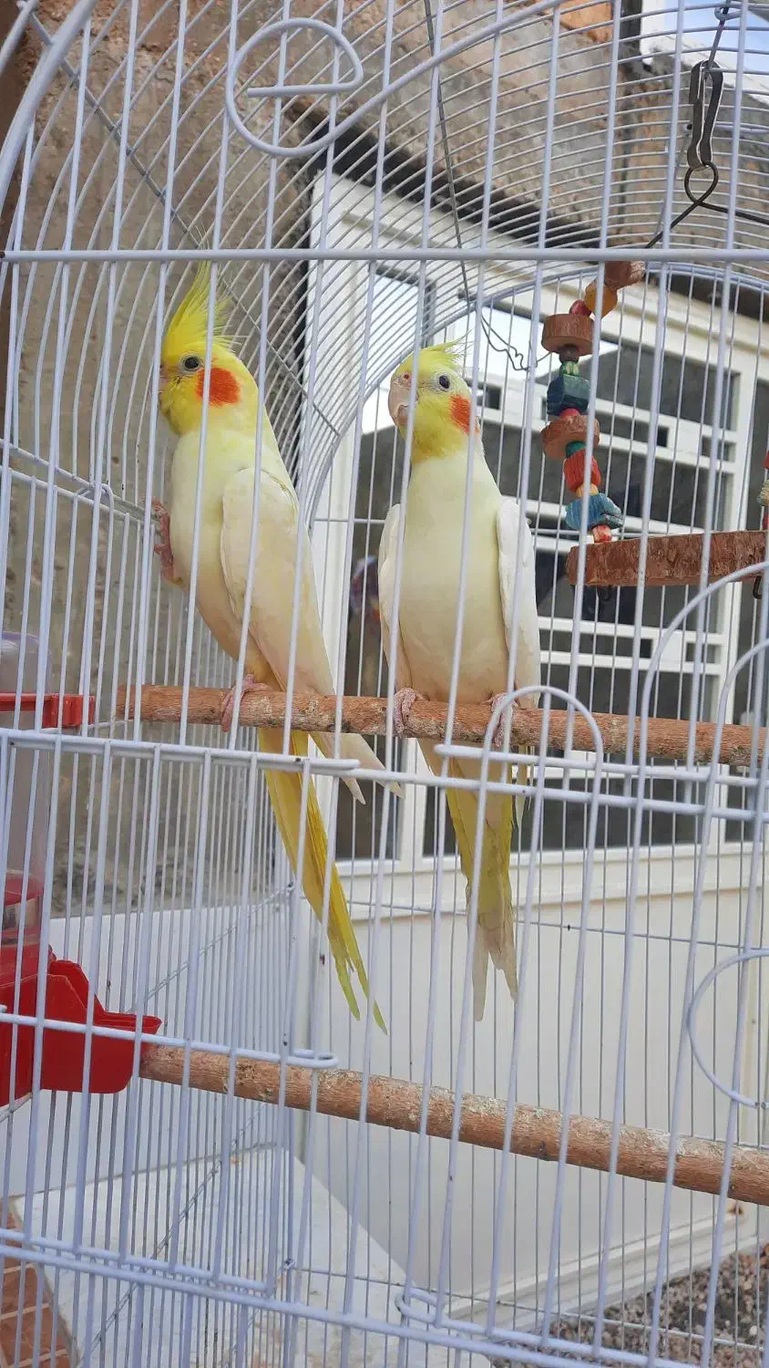 فروش سه جفت عروس هلندی لوتینو|پرنده|لامرد, |دیوار