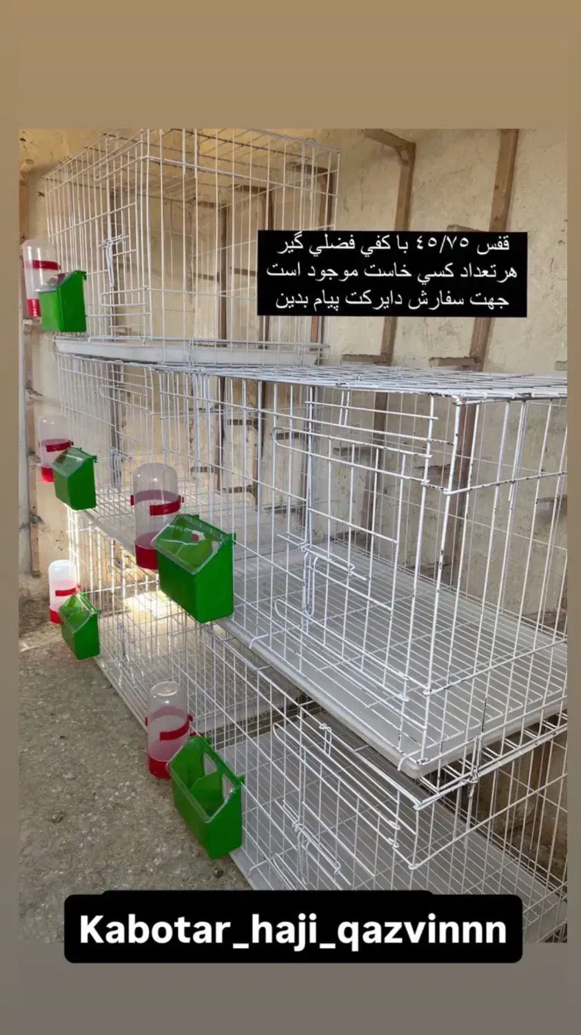 دم سفید هفترنگ خطی قفس جفتگاه چپ خوشرنگ|پرنده|قزوین, |دیوار