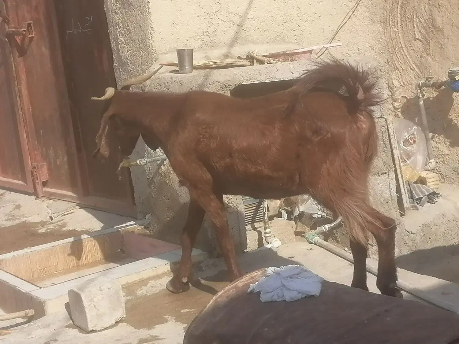 یک عددبز|حیوانات مزرعه|برازجان, |دیوار