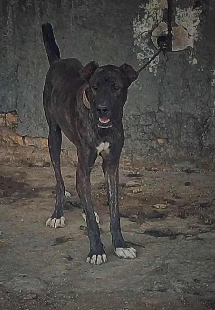 سگ افغان اصیل ماری|سگ|قم, آزادگان|دیوار