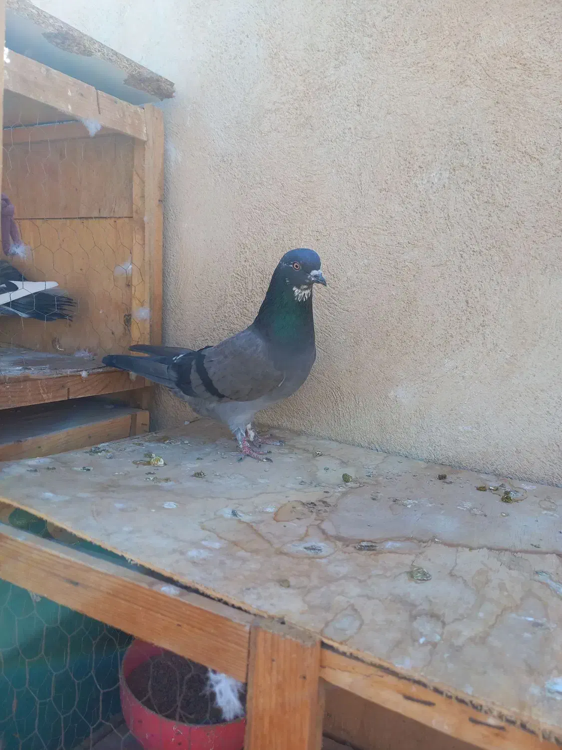 یه جفت سبز چونه سفید به شرط پرش|پرنده|قرچک, مهدیه|دیوار